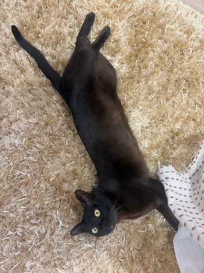 An overhead shot captures a sleek, black cat lounging on a light beige shag carpet. The cat is positioned on its back, with its limbs splayed out. Its yellow eyes are open and looking upwards, and its ears are perked. A corner of a white, patterned cloth is visible to the right of the cat. The scene does not contain any identifiable landmarks or elements that would indicate its location in Shlisselburg, Russia.