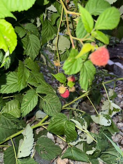 The image depicts a close-up view of a raspberry bush with several berries and leaves. The berries are in various stages of ripeness, with some appearing green and others a vibrant red. The leaves are lush green and slightly damaged in places. The background consists of dark, shadowy foliage and rough, greyish-brown ground, possibly gravel. The lighting suggests an outdoor setting, likely in the late afternoon or evening, with some shadows cast by the leaves. There are no people or animals visible in the image. The image is taken in Malmyzh, Russia.