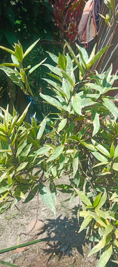 The image depicts a close-up view of a variegated plant with pointed green leaves edged in cream. The plant is positioned outdoors, with a sandy, dirt ground surface visible in the foreground, interspersed with small stones and dried leaves. Shadows of the plant's foliage are cast on the ground. In the background, out of focus, are other plants, some with deep red foliage, and what appears to be a piece of patterned fabric hanging. The overall setting suggests a garden or outdoor area. The image was captured in Pulodrienbeukah, Indonesia.