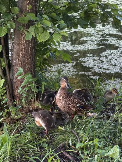 In a riparian zone adjacent to a body of water covered with white aquatic plants, a female mallard duck is nestled amongst a group of ducklings. The mother duck, exhibiting mottled brown and tan plumage with distinctive blue wing patches, is positioned in the foreground, facing left. Surrounding her are at least four ducklings, most of which are fluffy and dark brown, with one visible duckling in the middle ground that is lighter brown with darker markings. The environment includes a mature tree with rough bark on the left side of the frame, surrounded by dense green grass and various small plants. The water, reflecting the surrounding foliage, occupies the upper right portion of the image. The scene appears to be a natural habitat within the city of Kurilovo, SNT, Russia.