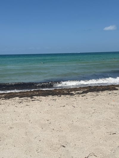 The scene depicts a daytime view of Hallandale Beach, United States. The foreground consists of light-beige sand, immediately followed by a dense, dark brown accumulation of washed-ashore sargassum seaweed along the water's edge. The ocean, appearing in varying shades of turquoise and darker blue, extends towards the horizon. Small, white-capped waves are observed breaking along the shoreline, just over the seaweed deposit. Within the ocean, at least five individuals are present: one person is visible floating supine approximately 50 meters from the shore on the left side, and a cluster of four individuals is located further to the right. Multiple indistinct white maritime vessels are discernible on the distant horizon line. The sky overhead is clear and vivid blue, featuring a single, small white cumulus cloud in the upper right quadrant.