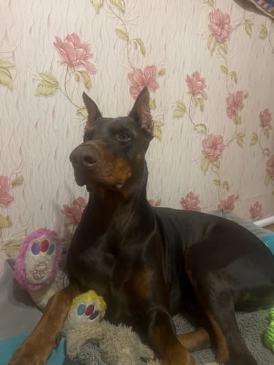 A dark brown Doberman pinscher lies on a gray dog bed in front of a pink floral wallpaper. The dog's head is turned to the left, and its ears are perked up. Two plush dog toys, one pink and purple with circular eyes and the other light brown and yellow with similar eyes, are partially visible near the dog's front paws. The wallpaper features a repeating pattern of pink roses and green leaves on a textured, light pink background. The environment appears to be an indoor setting, possibly a home, and there is no visible indication of the specific location within the city of Kalinino, Russia.