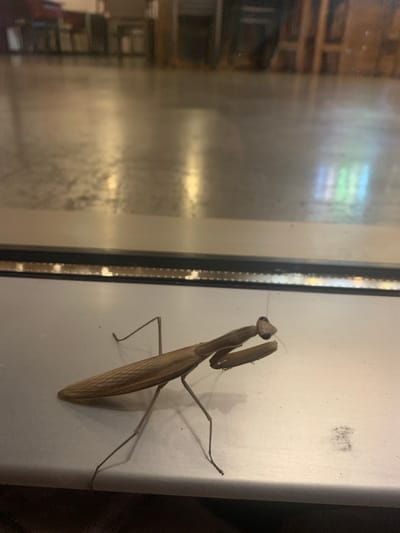 A brown praying mantis is positioned on a metallic surface in the foreground. The mantis is viewed from its left side, with its head slightly tilted upwards. Its forelegs are bent and positioned in front of its body, characteristic of its predatory stance. The background is blurred, showing a reflective floor with indistinct shapes and lights, suggesting an indoor environment, possibly a public building or a large room. The lighting is dim, with reflections and highlights on the floor and the mantis. There are no people or other animals visible in the image. The location in Sinalunga, Italy, is not discernible from the visual information provided.
