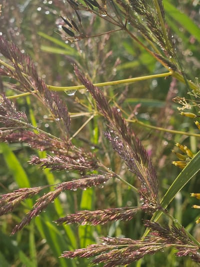 The image is a close-up shot of grass seed heads with dew drops. The grass is a deep reddish-purple color and has a feathery texture. The dew drops are scattered across the seed heads, reflecting the light. The background is a blur of green foliage, suggesting an outdoor environment. The image was taken in Kurovo, Russia.