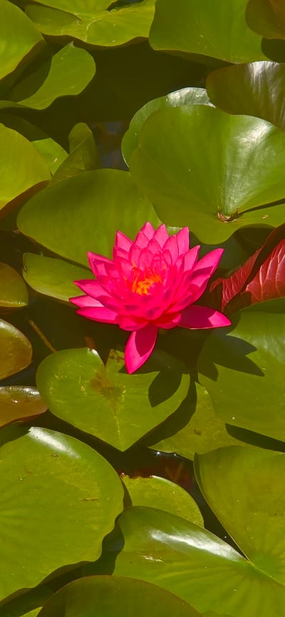 The image depicts a close-up, overhead view of a vibrant pink water lily in full bloom, nestled amongst large, glossy green lily pads. The water lily's petals are layered, creating a delicate, intricate flower head with a yellow center. The lily pads are varied in shape and size, some overlapping others, casting soft shadows on the dark water below. A few reddish-brown lily pads are also visible, adding depth to the scene. The lighting suggests a sunny day, with sunlight reflecting off the water and highlighting the textures of the petals and pads. The environment appears to be a tranquil pond or water garden. The location in the city of Bardar, Moldova, is not visually evident from the image itself.