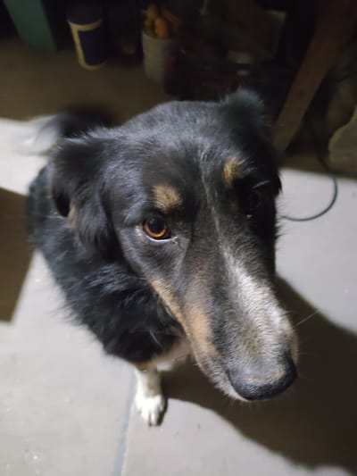 A medium-sized dog sits on a gray surface, its head tilted up. The dog has black fur with brown and tan markings on its face. It has a long snout and amber eyes. One white paw is visible. In the background, there are blurred shapes of containers and other objects, suggesting an indoor environment. The image was taken from an overhead perspective. No people or specific actions are visible other than the dog sitting. The location in the city of Yerzhovo, Moldova cannot be verified from the image.