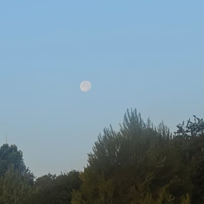 The image depicts a clear, pale blue sky with a full moon visible in the upper left quadrant. The moon appears as a bright, circular orb with subtle surface texture. The lower portion of the image is dominated by the dark silhouettes of trees, forming a dense canopy. The trees are varied in shape and texture, suggesting a natural landscape. The lighting indicates it is likely daytime or dusk, with the moon still visible against the daylight sky. The scene appears to be an outdoor environment, possibly a park or natural area, within the municipality of Viladasens, Spain. There are no people or animals visible in the image.