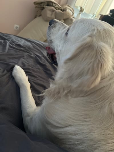 A cream-colored dog lies on a gray duvet. The dog’s head is tilted downward, with its mouth slightly open revealing a pink tongue. The dog's white paw rests on the duvet. In the background, a white pillow and clothing are visible. The overall composition is a close-up shot, focusing on the dog's head and foreleg.