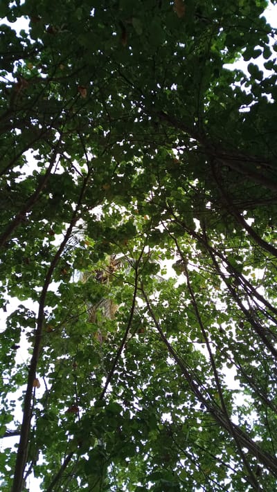 The image shows a low-angle view looking up through the canopy of dense, green trees. Sunlight filters through the leaves, creating dappled patterns and highlighting the texture of the branches. The scene appears to be in a natural or semi-natural outdoor setting, likely a park or forest. The background is a bright sky, suggesting it is daytime. There are no people or discernible man-made objects visible in the foreground or midground. The overall impression is one of being enveloped by nature.