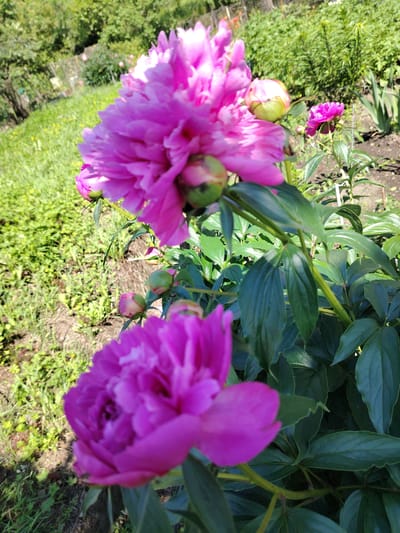 In the foreground, a vibrant fuchsia peony flower is in full bloom, its petals appearing soft and layered. To its left and slightly behind it, another peony bud is visible, its green sepals partially enclosing the developing pink flower. Further into the background, several other pink peonies and buds are scattered amongst lush green foliage. The scene is set in a garden with well-maintained beds of flowers and manicured green grass. The lighting suggests a sunny day, with bright sunlight casting shadows and illuminating the flowers. The overall impression is one of a peaceful and picturesque garden setting in Razdolnoe, Russia.