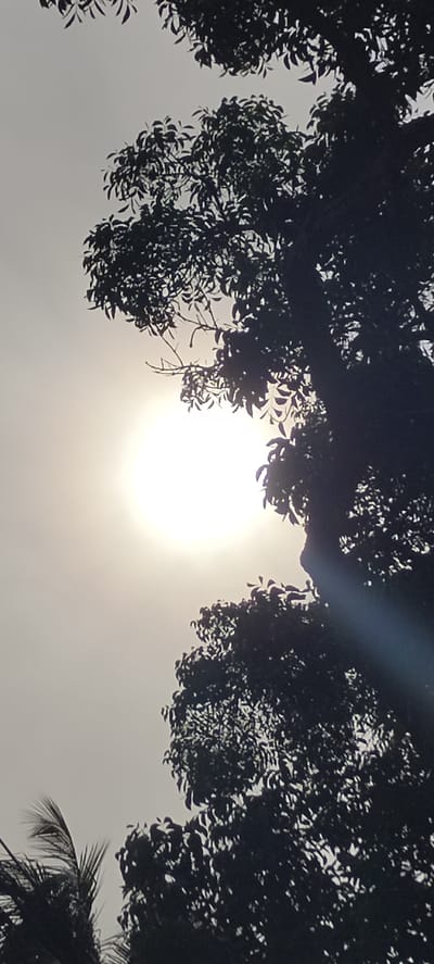 The image captures a bright sun, partially obscured by the dark silhouettes of trees. The sun is a luminous circle in the upper left quadrant of the frame, casting a soft glow. Dense foliage of trees, rendered in deep shadow, frames the sun from the top, right, and bottom. The leaves are dark and numerous, creating a textured canopy. In the lower left corner, the fronds of a palm tree are also visible, silhouetted against the sky. The sky itself is a pale, hazy grey, suggesting either a partly cloudy day or atmospheric haze. The overall impression is of a natural scene, likely outdoors, with the sun being the dominant light source. The image does not contain any people or specific urban elements to indicate its location within Pulo, Indonesia.