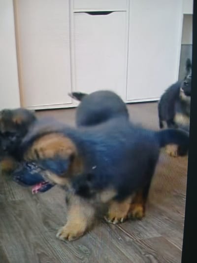 In a domestic indoor setting, possibly in Siheung-si, South Korea, several young German Shepherd puppies are engaged in play on a wooden floor. One puppy, in the foreground, is viewed from behind, its dark fur with tan markings prominent on its back and hindquarters. Its hind legs are splayed, and its paws are visible, with distinct toes. To the left, another puppy is partially visible, with its head turned and its mouth open, possibly interacting with the first puppy. In the background, another dark-colored puppy is seen standing. The environment includes a white, modern cabinet or wardrobe with subtle horizontal lines and a handle, suggesting a residential interior. The lighting appears to be bright, possibly from overhead fixtures. The overall scene depicts the playful and energetic nature of young puppies.