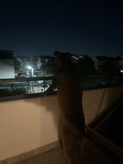 The image depicts a nighttime scene from a balcony in Gerakas Municipal Unit, Greece. A large, light-brown canine, viewed from behind, stands upright on its hind legs with its front paws resting on a dark metal balcony railing. The balcony floor consists of light-colored tiles, and the lower balcony wall is light cream. Beyond the railing, a residential street is visible below, partially illuminated by a bright streetlamp. Parked vehicles, including two white vans, line the street, accompanied by utility poles and overhead wires. Various multi-story residential buildings, some with light-colored facades, and dark green foliage are present in the urban landscape. The sky above is dark, indicating night, with distant lights marking the urban horizon.
