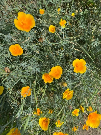 The image is a close-up, high-angle shot of a cluster of California poppy flowers (Eschscholzia californica) growing in a garden. The flowers are a vibrant orange and yellow, with delicate, crinkled petals. They are surrounded by feathery, gray-green foliage and long, slender seed pods. The background is a blur of green and brown, suggesting a natural or somewhat uncultivated environment. The lighting is bright, with shadows indicating a sunny day. There are no people or animals clearly visible in the image, though there is a small snail on a stem in the lower left quadrant. The scene depicts a natural display of blooming flowers. The location is identified as Ventsy, Russia.