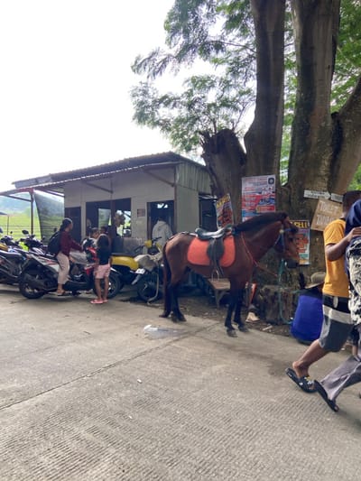 A brown horse with a saddle stands on a paved road, next to a tree and a building with a corrugated metal roof. Several motorcycles are parked nearby, along with people. Some people are riding the motorcycles, while others stand around the horse. The scene appears to be a parking area near a tourist attraction or event. Signage is visible on the tree.
