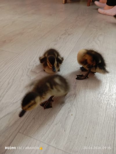 Three ducklings are on a light-colored wooden floor. One duckling is in the foreground, facing left and blurred. To its right and slightly behind it, another duckling is facing away from the camera, showing its back and legs. Further back and to the left, a third duckling is facing forward, looking down. The environment appears to be indoors, with furniture legs visible in the background. The timestamp in the lower right corner indicates the image was taken on June 20, 2026, at 09:15. The text in the lower left corner reads "REDMI 13C | ИВАНОВ 👍". The image does not provide any specific information about the city of Nyurba, Russia.