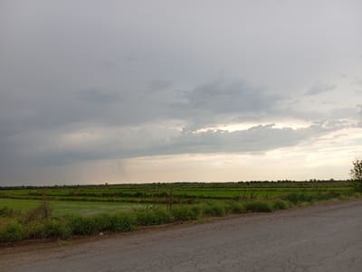 The image depicts a rural landscape in Syrdarya, Uzbekistan, under a cloudy sky. The scene is dominated by agricultural fields, likely rice paddies, which are verdant green and reflect the soft light. These fields are sectioned by raised earthen borders, characteristic of wetland farming. In the foreground, a dirt road with a cracked asphalt surface runs diagonally from the bottom right corner, suggesting it's a rural track. Along the edge of the road, wild grasses and low-lying vegetation grow, adding a touch of natural untamed beauty to the cultivated surroundings.
The sky is a mix of dark, heavy clouds and lighter, brighter patches, hinting at the possibility of rain or the lingering aftermath of a shower. A faint shaft of light breaks through the clouds on the horizon, casting a gentle glow over the distant treeline. The overall atmosphere is serene and somewhat melancholic, evoking a sense of the vastness of the open countryside. The time of day appears to be late afternoon or early evening, given the soft, diffused light and the subdued colors. There is no visible text in the image. The location cues, such as the agricultural style and the distinctive landscape, align with the context of Syrdarya, Uzbekistan.