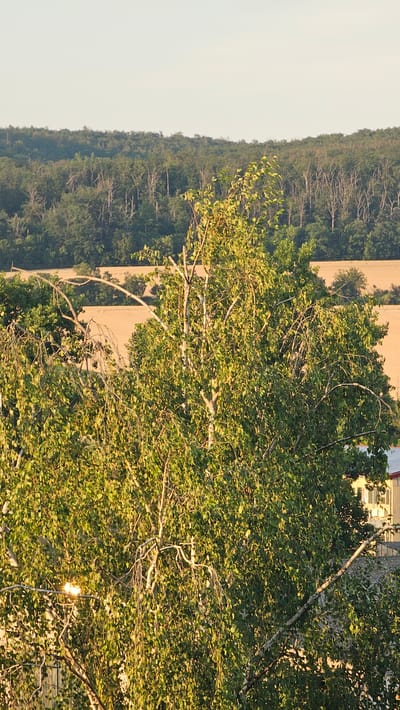 The image depicts a natural landscape with a dense forest in the background and a prominent tree in the foreground. The forest appears to be on a rolling hillside, with a variety of deciduous trees. The tree in the foreground is a tall, slender tree with many branches and green leaves. The sunlight illuminates the leaves, giving them a vibrant green hue. In the middle ground, there is a field of dry grass or crops. A few buildings are partially visible in the lower right corner, suggesting the presence of human habitation near the natural setting. The sky is clear and light, indicating it might be morning or late afternoon. The overall scene is one of rural tranquility. Without further information or context specific to Roßleben, Germany, it is not possible to pinpoint the exact location within the city.