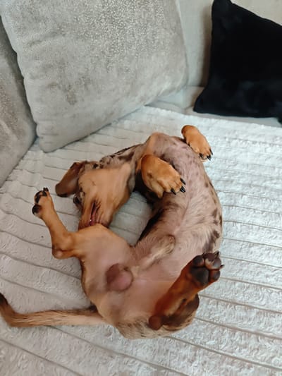 A tan and brown dachshund puppy is lying on its back on a white, textured sofa. The puppy is contorted into an unusual position with its legs in the air. Its belly is exposed, and its eyes are partially closed. The puppy's paws are visible, with black nails. The background of the image shows two pillows, one light grey and textured, and another black and fuzzy. The lighting appears to be natural, suggesting it might be daytime. The scene conveys a sense of playfulness and relaxation, with the puppy appearing comfortable and perhaps even sleepy. There is no visible text in the image. The location context of Locking Parklands, United Kingdom is noted, but no specific visual cues within the image directly suggest this location.