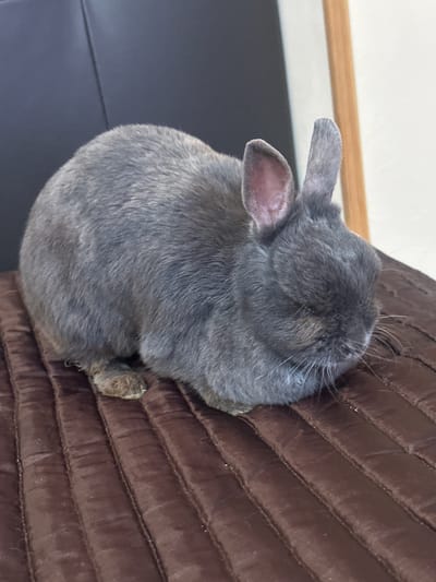 A small, gray rabbit with pink inner ears is resting on a brown, quilted surface. The rabbit is facing to the right, with its head down. The background is blurred, with a dark surface on the left and a lighter surface with a wooden frame on the right. There is no indication of the location being Lloret De Mar, Spain.