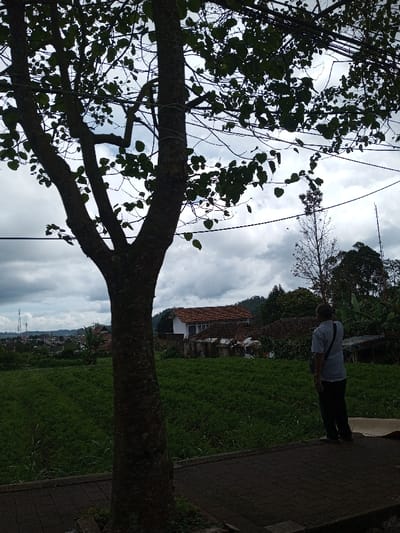 An outdoor scene in Taohom, Laos, depicts an adult male observing a rural landscape under an overcast sky. In the foreground, a large, dark-barked tree with green foliage stands prominently on the left, its branches and leaves silhouetted against the cloudy sky. Power lines traverse horizontally through the tree's upper sections. The tree is situated adjacent to a paved area made of dark, rectangular pavers.
In the mid-ground, to the right of the tree, an adult male stands with his back mostly to the camera, looking towards the distant view. He is wearing a light-colored, short-sleeved collared shirt and dark trousers, with a dark strap (possibly from a bag) across his left shoulder. Behind him, a wide field of uniformly planted green vegetation, likely crops, extends across the scene. Beyond the field, several structures are visible, including a building with white walls and a reddish-brown tiled roof, and another structure with a similar roof and corrugated metal sections. Dense foliage and additional trees, including a tall, slender, sparsely leafed tree, are present in the mid-ground.
The background reveals a hazy, possibly hilly terrain. On the far left background, a cluster of structures, potentially part of a town, includes what appears to be telecommunications towers. The sky is largely covered with heavy, grey clouds.
