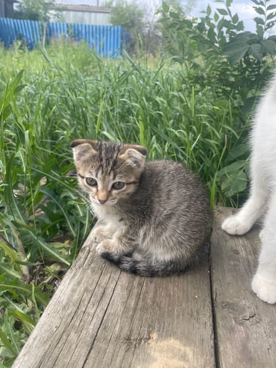 In an outdoor setting, a tabby kitten is perched on a weathered wooden plank. The kitten is facing left, with its body curled inward, and its tail tucked around its hindquarters. Its fur is a mix of grey, brown, and black stripes, with a white chest and paws. The kitten's ears are slightly folded back, and its large, green eyes are looking down. Beside the kitten, on the right side of the frame, is a white cat's paw, suggesting the presence of a larger cat. The background consists of tall, green grass, with a blurred blue fence and some leafy branches visible further back. The overall scene appears to be in a rural or semi-rural area, possibly in the village of Linyovka, Russia, given the context. The lighting suggests it is daytime, with diffused sunlight.