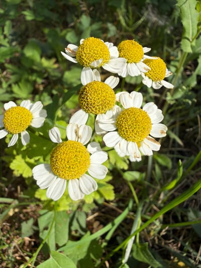 In Altayskiye Zori, Russia, a close-up, high-angle shot captures several white and yellow daisy-like flowers in a garden setting. The flowers, with their distinct yellow centers and white petals, are the primary subjects, some showing slight browning on their petals. They are interspersed with green foliage and darker soil. The lighting suggests a sunny day, with shadows cast on the ground. The composition focuses on the flowers, with the background softly blurred, creating a shallow depth of field.