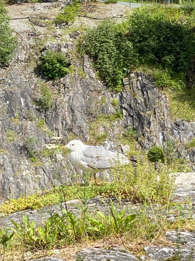 A single, adult seagull stands on a rocky ledge amidst wild vegetation in Ruskeala, Russia. The seagull, predominantly white with gray wings and a yellow beak, faces right, its red eye clearly visible. Small white flowers and green foliage surround the bird, with a rocky cliff face forming the background. The scene suggests a natural, untamed environment within the city.