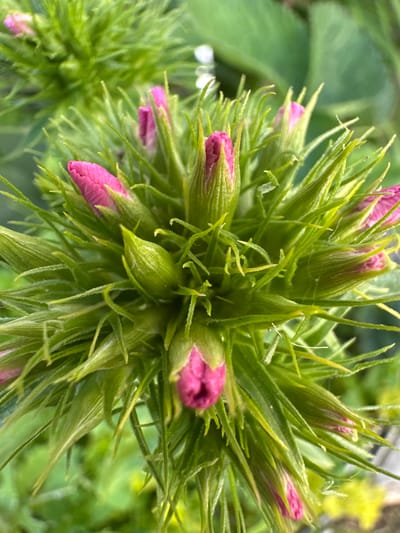 The image is a close-up, high-angle shot of a cluster of pink flower buds surrounded by spiky green sepals. The flower buds are elongated and pointed, with visible pink petals peeking out from the tips. The sepals are numerous, thin, and sharply pointed, creating a bristly appearance around the buds. The background is a soft blur of green foliage, suggesting an outdoor setting. The scene is not located in Piriutino, Russia.