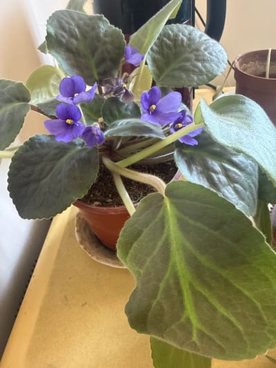This media file is a close-up, eye-level shot of an African violet plant in a terracotta pot. The plant has dark green, fuzzy leaves with prominent veins and is adorned with several vibrant purple flowers. Some of the flowers are fully open, showcasing their yellow centers, while others are still budding or slightly wilted. The background is softly blurred, with a creamy yellow surface on the right and hints of a darker object on the left. The lighting appears to be natural, suggesting it might be daytime. There are no people or text visible in the image. The scene is simple and focuses solely on the beauty of the blooming plant. The setting could be a home or greenhouse, given the presence of a potted plant. The overall impression is one of tranquility and natural beauty.