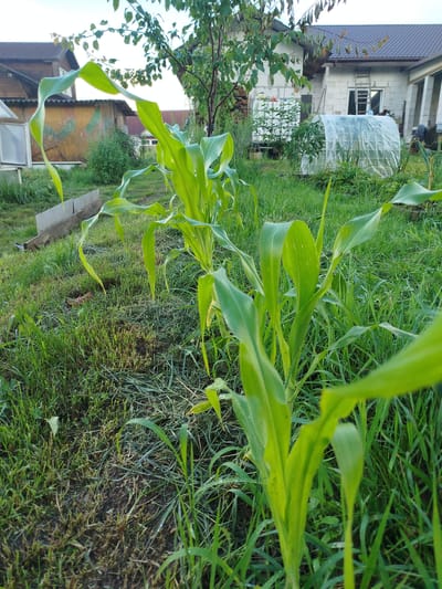 In an outdoor scene in Баравухскі сельскі Савет, Belarus, young corn plants are growing in a garden. The plants are in focus in the foreground, with their bright green leaves prominently displayed. In the background, a residential building with a brown roof and light-colored walls is visible, along with another structure partially covered by a white tarp. The area is overgrown with grass, and there is a wooden structure and a greenhouse visible. The lighting suggests it is either early morning or late afternoon, with soft sunlight illuminating the scene. There are no people present in the image.