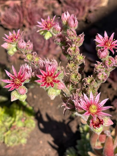 The image displays a close-up view of flowering Sempervivum plants, commonly known as Hens and Chicks, in Татарская Каргала, Russia. The plants are characterized by their star-shaped pink flowers with yellow stamens, set against a backdrop of their succulent, rosette-shaped leaves. The flowers are clustered on stalks, with some buds still closed. The plants are growing in soil, with evidence of other Sempervivum rosettes in various stages of development and color, ranging from green to reddish-brown, visible in the background and foreground. The lighting suggests it is daytime, with shadows cast on the ground, indicating an outdoor setting.