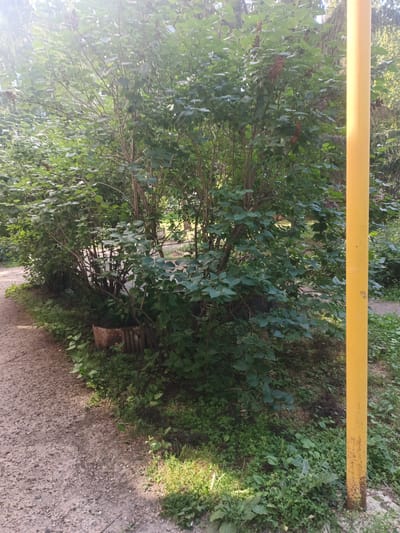 The image depicts a section of a park or residential area in Nauchniy Gorodok, Russia, with a prominent yellow pole on the right side. A pathway, composed of gravel and small stones, runs along the left side of the frame. Adjacent to the pathway is a dense cluster of green leafy bushes and trees. Some of the foliage appears to be wilting or drying out, with a few reddish-brown clusters of seed heads visible among the leaves. At the base of the bushes, near the pathway, is a circular concrete planter with some wooden planks visible inside. The ground is covered in a mix of grass, weeds, and fallen leaves. The yellow pole is tall and cylindrical, with some visible weathering and rust spots towards the bottom. The overall scene suggests a natural setting within an urban environment, likely during the late summer or early autumn given the state of the vegetation.
