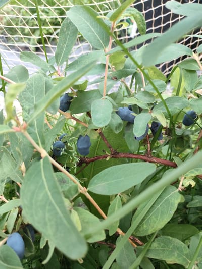 This is a close-up, eye-level, outdoor, natural light photograph of a honeysuckle bush with ripe blue berries in the city of Svatkaŭski sielski Saviet, Belarus. The bush has numerous green leaves and thin, reddish-brown branches. Several clusters of elongated, deep blue berries are visible amongst the foliage. A portion of a white mesh fence and green grass are present in the background. The image is slightly blurred due to the focus being on the berries and leaves.