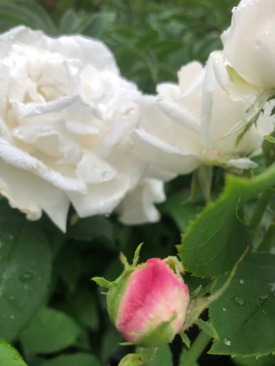 A close-up, slightly blurred, horizontal shot captures a cluster of white roses with visible water droplets on their petals, suggesting recent rain. In the foreground, a pink rosebud, tightly closed, is emerging from green foliage. The background is a soft blur of green leaves. The image does not provide any information that would allow for its location to be determined, including in the city of Radomyshl, Ukraine.