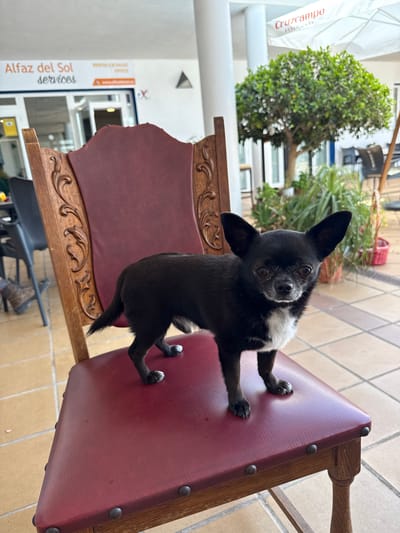 A black and white Chihuahua stands on a maroon upholstered chair with a wooden frame, outdoors in what appears to be a cafe or patio area. The dog is facing the camera, with its front paws on the seat of the chair and its hindquarters still on the floor. Behind the chair, a tree with green foliage is visible, as are potted plants, tables, and chairs. A white umbrella with the "Cruzcampo" logo is also present in the background. The ground is paved with light-colored square tiles. In the far background, a building with a sign that reads "Alfaz del Sol services" is visible.
