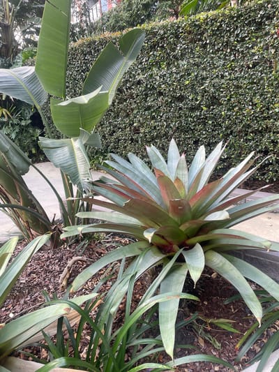 This image depicts a tropical garden scene with a prominent bromeliad plant in the foreground. The bromeliad has broad, spiky leaves that transition from a pale green to a reddish hue towards the center. Behind the bromeliad, large, paddle-shaped leaves of a Bird of Paradise plant are visible. A dense green hedge forms the backdrop of the scene. The ground is covered with dark mulch and some scattered bark chips. The paving stones of a pathway are visible to the left and right of the garden bed. The lighting suggests it is daytime, with diffused sunlight. The overall environment is lush and well-maintained, indicative of a garden setting in a city with a subtropical climate. While the image does not definitively confirm its location in Brisbane, Australia, the presence of such flora is consistent with the climate and landscaping common in Brisbane's parks and residential gardens. No people or specific actions are depicted.
