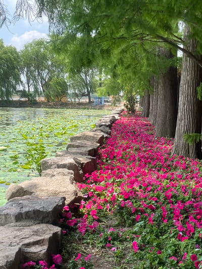 A landscape scene shows a body of water densely covered with lily pads, bordered by a stone embankment. The embankment is heavily adorned with magenta flowers cascading down its side. Parallel to the embankment are tree trunks, and beyond them, the foliage of trees forms a green canopy. The setting resembles a park or garden in Xinghua, China, known for its scenic water landscapes.