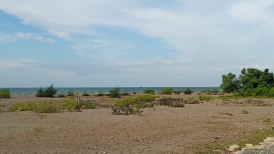The image depicts a tranquil beach scene in Pusong, Indonesia. The foreground is characterized by a sandy expanse dotted with sparse vegetation and some driftwood. In the mid-ground, a line of low-lying green shrubs and a few young trees create a sense of depth. To the left, a small group of evergreen trees stands near the water's edge. The background features the calm, blue ocean meeting the horizon under a sky with scattered white clouds. On the far right, a dense cluster of lush green trees provides a contrasting backdrop to the otherwise sparsely vegetated beach. A small reddish-brown animal, possibly a fox or a deer, is visible among the vegetation in the middle right of the image, adding a touch of wildlife to the scene. The overall impression is one of a serene and natural coastal environment.