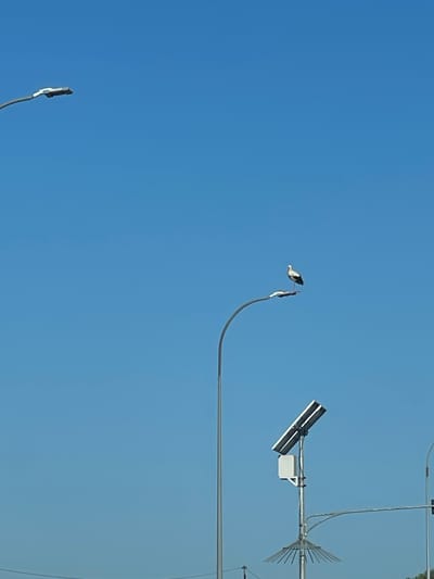 A white stork with black wing markings stands perched on a street lamp against a clear blue sky. The street lamp is a modern, curved design. In the lower right quadrant of the image, another street lamp is visible, equipped with a solar panel and a small white box. The background is a uniform expanse of blue sky, suggesting an outdoor environment with clear weather. The specific location is identified as Volytsya, Ukraine.