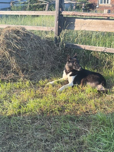 A black and white dog lies on a patch of green grass in front of a rustic wooden fence. To the left of the dog, a large pile of hay is visible, partially obscuring the fence. The fence is made of weathered wooden planks and posts. In the background, beyond the fence, there is more greenery and a hint of a wooden structure, possibly a building. The lighting suggests it is daytime, with sunlight casting shadows on the grass and hay. This scene appears to be in a rural or semi-rural setting, consistent with the general environment of Мяндиги, Russia.