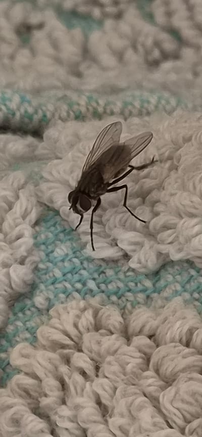 A single housefly, characterized by its dark, segmented body, prominent compound eyes, and translucent wings, rests on a textured textile surface. The insect is positioned centrally, oriented with its head towards the lower-left corner of the frame, its six slender legs splayed for stability. The background consists of a woven or knitted fabric, predominantly off-white or light gray, with irregular sections of light blue-green yarn creating a patterned texture. The fabric exhibits a looped or tufted quality, indicating a soft, absorbent material. The lighting is uniform, highlighting the fly's features against the slightly blurred fabric. The scene is located in the city of Kolbermoor, Germany.