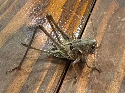 This is a close-up, overhead photograph of a dead insect, likely a grasshopper or cricket, lying on a wooden surface. The insect is predominantly brown and green with some striped markings. Its body is elongated, and it has multiple legs and antennae. The wooden surface appears to be made of planks with a rough texture. There are water droplets scattered across the wood, suggesting it might be damp or wet. The lighting appears to be artificial, casting shadows and highlighting the texture of both the insect and the wood. The overall scene is naturalistic, focusing on the details of the insect and its immediate surroundings. There is no visible text in the image. The location context provided is Granichar, Bulgaria.