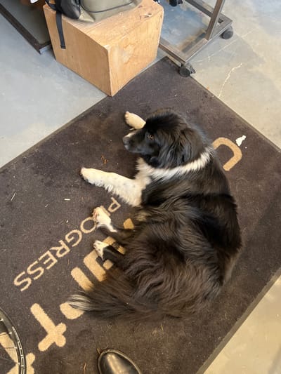 A large, long-haired black and white dog is depicted lying on a dark grey floor mat in an indoor setting in Uccle - Ukkel, Belgium. The dog, exhibiting white paws, a prominent white stripe across its chest, and a white-tipped tail, rests on its left side. Its head is turned slightly to the left, with its gaze directed towards the left side of the frame. The mat features partially inverted, light-colored lettering spelling "PROGRESS" and a stylized logo, along with scattered small debris. The surrounding floor is light grey concrete. In the upper-left quadrant, a rough-hewn wooden block supports a green canvas bag with black straps. A metal stand on wheels is partially visible in the upper-right. A segment of a bicycle wheel is present in the lower-left. A human foot, wearing a dark leather shoe, is positioned at the lower-center, partially on the mat, adjacent to the dog's tail.