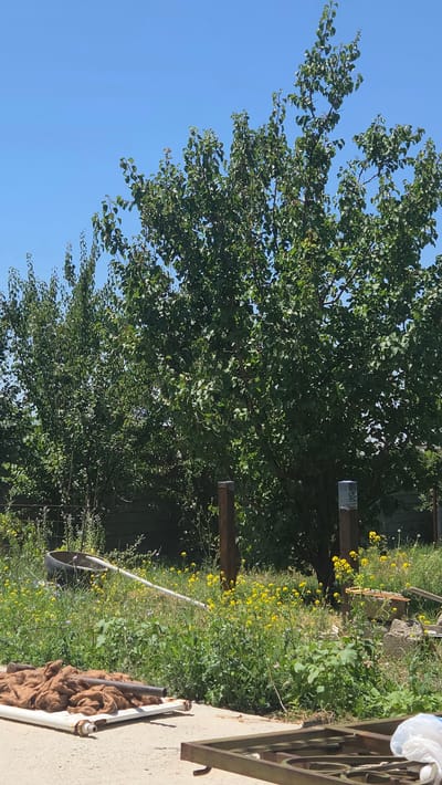 In Leñgir, Kazakhstan, on a bright, clear day, a rural yard is depicted. Tall, leafy trees dominate the background, their green foliage dense and casting dappled shadows. The foreground is a mix of dry, patchy grass interspersed with vibrant yellow wildflowers. Two wooden posts, weathered and upright, stand in the midground, one with a visible blue and white marker or label. To the left, a black, concave object resembling a large basin or trough lies on its side, connected to a white, hollow pipe that stretches diagonally across the grassy area. In the immediate foreground, a white frame, possibly part of a cot or bed, supports a tangled pile of brown, fibrous material. A dark metal rod rests on top of this material. Another piece of dark metal framing, appearing to be part of a larger structure, is visible on the bottom right. The scene suggests a semi-abandoned or utilitarian outdoor space.