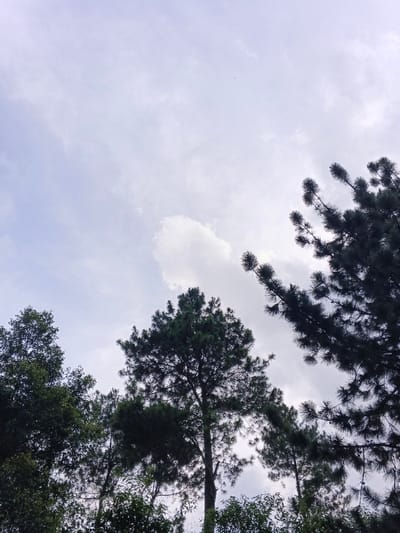 The image displays an upward view of an overcast sky and multiple trees in Moe Gyoe, Myanmar. The upper and central portions of the frame consist of a light blue-grey sky with scattered white and light grey clouds. The lower half of the image, extending into the upper sides, is filled with dark green tree foliage. A prominent pine-like tree with needle clusters occupies the upper right quadrant. A tall, slender conifer with a dense, rounded crown stands centrally. To the left, a portion of a tree with broader, darker green leaves is visible. No people, animals, or artificial structures are present.