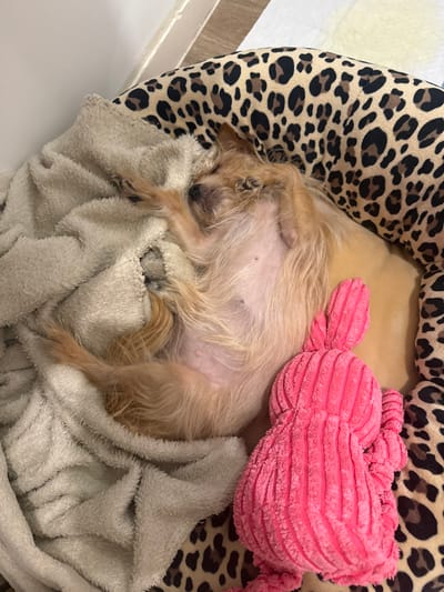 An indoor scene in Chantepie, France, displays a small, light-brown dog with scruffy fur, asleep on its back within a leopard-print pet bed. The dog's light-colored abdomen is exposed, and its front paws are tucked near its head. A light gray, textured blanket is partially draped over the dog, bunched around its lower body. A bright pink, ribbed plush toy, shaped like a rabbit with long ears, rests beside the dog's right flank. The immediate background consists of a plain, light-colored wall surface.