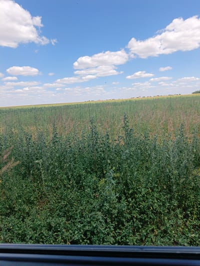 The image depicts a wide, open field of vegetation under a bright blue sky dotted with white clouds. The foreground is dominated by dense green plants, some appearing tall and stalky, with hints of reddish-brown dry stalks interspersed. Beyond this, the field stretches into the distance, appearing as a large expanse of green and yellowing crops. In the far distance, a line of buildings and trees marks the horizon, suggesting a settlement or town. The overall impression is of a rural landscape under a clear, sunny day. The scene is devoid of any people or animals.