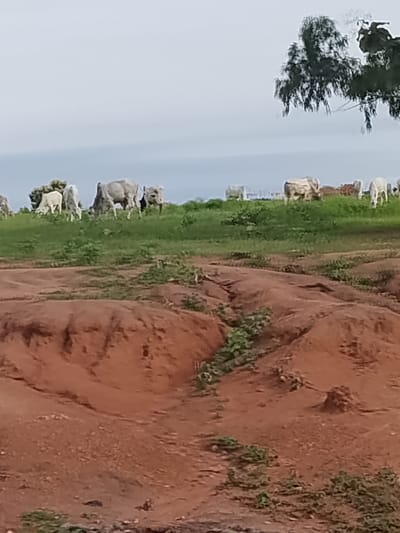 A herd of zebu cattle are grazing on a grassy hillside under a cloudy sky. The foreground of the image features a reddish-brown, eroded landscape with sparse vegetation. In the midground, a line of zebu cattle, characterized by their humped backs and short horns, are scattered across a green, grassy slope. Some of the cattle are actively grazing, while others stand and observe their surroundings. A mature tree with dark green foliage overhangs the scene from the upper right portion of the frame. The overall impression is one of a rural, open landscape.