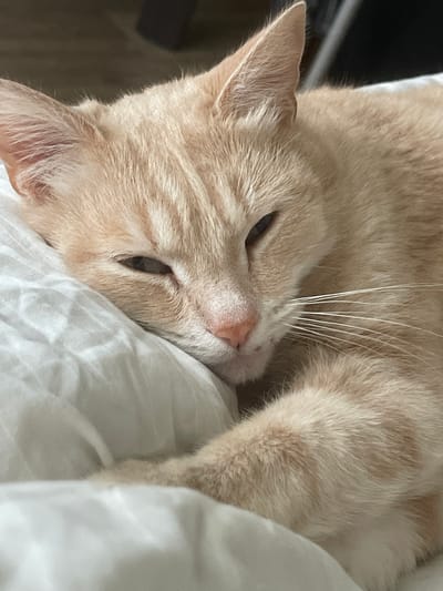 A close-up, eye-level shot captures a ginger tabby cat nestled on a white, rumpled surface, likely a bed or pillow. The cat is predominantly facing left, with its head resting comfortably. Its fur is a light ginger with faint tabby stripes, and it has prominent white whiskers fanning out from its muzzle. The cat's eyes are partially closed, giving it a sleepy or relaxed appearance. Its pink nose and mouth are visible, as are its pointed ears. The background is dark and out of focus, with some hint of a wall or furniture. The image is indoors and shows no signs of the city of Коротиха, Russia.